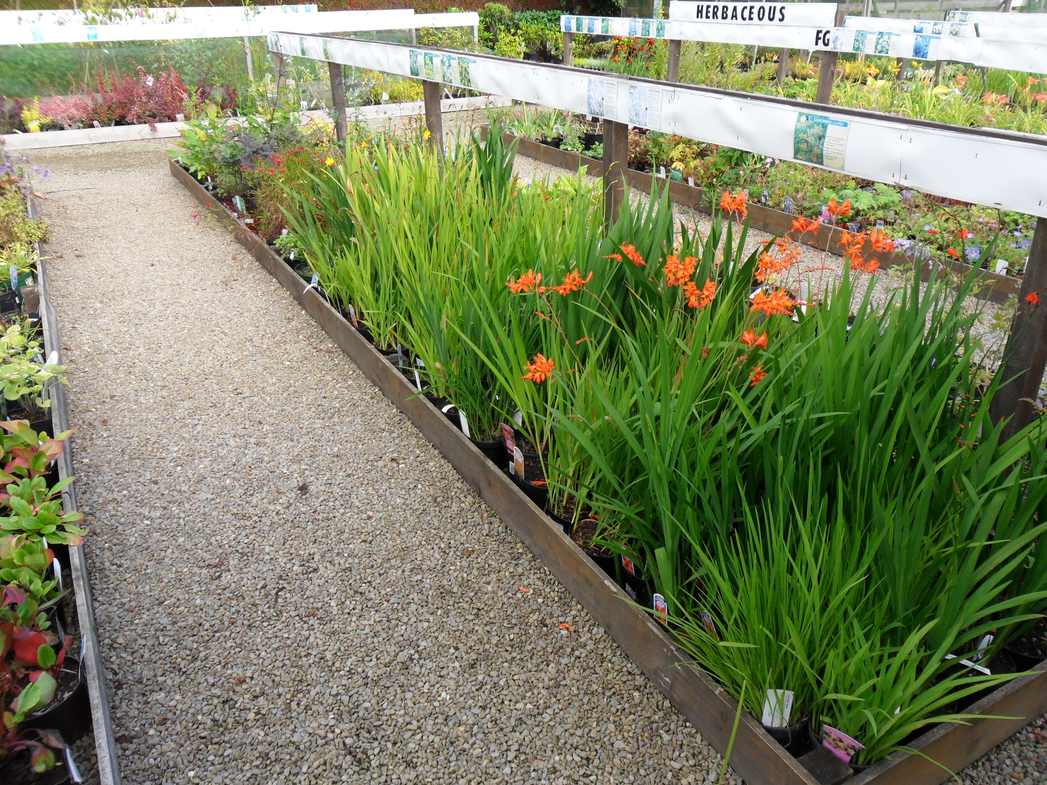 Herbaceous Plants at Kirkdale Nursery (2)